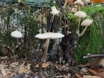 Vagevuurbos an Lippensgoed-Bulskampveld (Belgium)